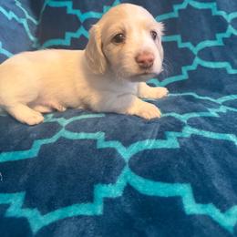 Oreo (Akc) - Cream male Dachshund puppy in Madera Acres, California from AllStarDachshunds