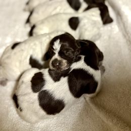 Root - Brown and gray female Wirehaired Pointing Griffon puppy in Shelbyville, Texas from AndersonK9Kennels Bayou Beards