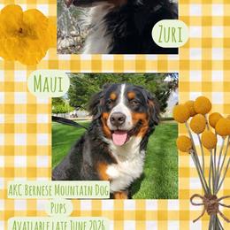 Yellow Collar Girl - Black rust and white female Bernese Mountain Dog puppy in Herriman, Utah from Shaggy Mountain Pups LLC
