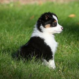 Petunia - Black tri female Miniature American Shepherd puppy in Valparaiso, Indiana from Wigglebutt