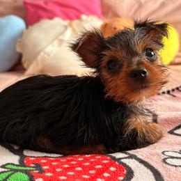 Favi - Blue and gold female Yorkshire Terrier puppy in Los Angeles, California from Munoz yorkies