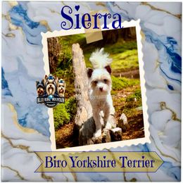 Sierra - Biewer Terrier