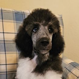 RIPTIDE - Parti male Poodle puppy in St. James City, Florida from P.I. STANDARD POODLES