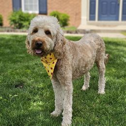 Sadie - Goldendoodle