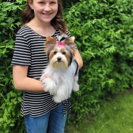 Sugar - Yorkshire Terrier