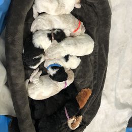 Poodle Puppies from Southern Standards