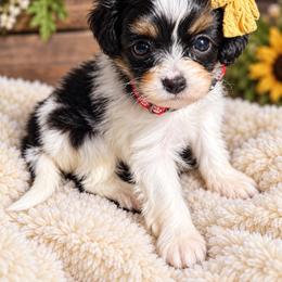 Sunshines Falling in Love Litter  AUTUMN - Tri-color female Cavapoo puppy in Harrah, Oklahoma from Sunshines Pomeranians & Cavapoos