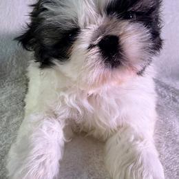 Maizey - Gold and white female Shih Tzu puppy in Winston Salem, North Carolina from Little Miracles Shih Tzu