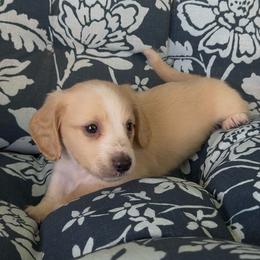 BOSTON Cream pie - Cream male Dachshund puppy in Fort Pierce, Florida from Meldox
