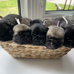 Pug puppies from Maria Martin