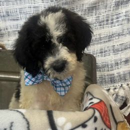 Boy 3 snoopy - Black Poodle puppy in Flora, Illinois from Hanging Rock Poodles