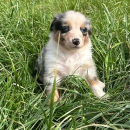 Prince - Blue merle male Australian Shepherd puppy in Oakland City, Indiana from Moonlightaussies