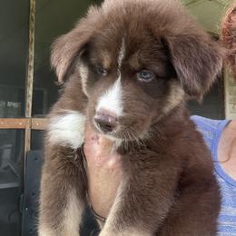 Siberian Husky Puppies from Southern Siberian Huskies of SW Florida