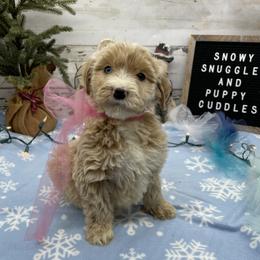 Isabella - Cream female Goldendoodle puppy in Lisbon, Ohio from Willow Lane Doodles
