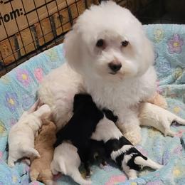 Havanese puppies from A Royal Havanese Court