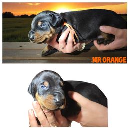 Male 2 - Black and rust male Doberman Pinscher puppy in Vernonia, Oregon from Living Hope Dobies and Doxies