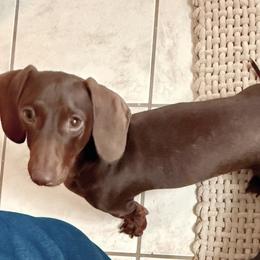Dachshund All Grown Up from CasadeWeens