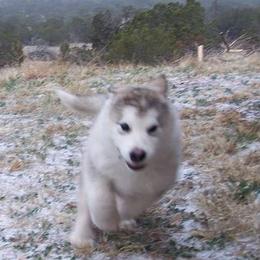 Alaskan Malamute Puppies from Ghost Dance Alaskan Malamutes