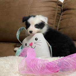 Gingy - Black and white Border Collie puppy in Guffey, Colorado from Sunset Ridge