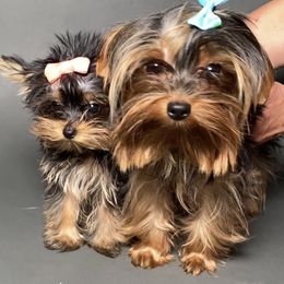 Pomeranian and Yorkshire Terrier Puppies from BC Breeders Association