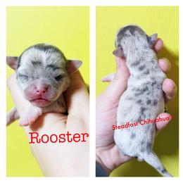 Rooster - Merle male Chihuahua puppy in Charlevoix, Michigan from Steadfast Chihuahua’s