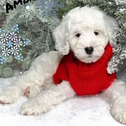 Girl 4 - Chalk female Australian Labradoodle puppy in Kentucky from Bluegrass Country Labradoodles