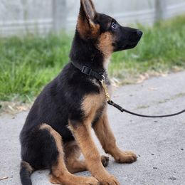 German Shepherds from Pickett Haus German Shepherds