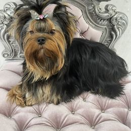 Yorkshire Terrier puppies from Sweet Bella Babies
