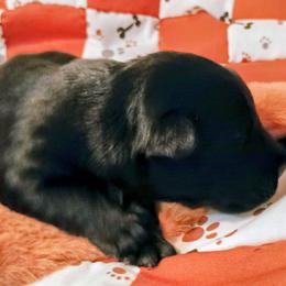 Oscar Black Male for Gustavo - Brindle male Scottish Terrier puppy in Smiths Grove, Kentucky from Moore's We Little Farm AKC Scotties
