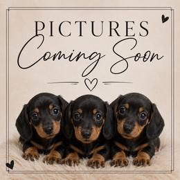Lani - Piebald female Dachshund puppy in Mountain Home, Arkansas from Furry Friends Kennel