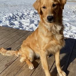 Golden Retrievers from Gunsight Goldens