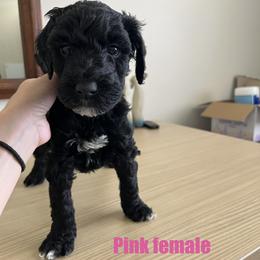 Pink - Black female Goldendoodle puppy in Summerville, South Carolina from Lizarazo Doodles