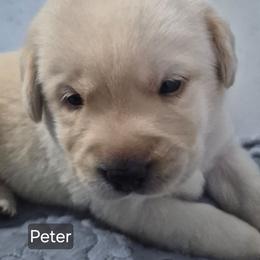 Peter, black collar - Yellow male Labrador Retriever puppy in Greenwich, Ohio from Pure Gem Kennel
