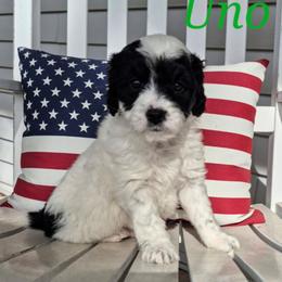 Uno - Parti male Labradoodle puppy in Sussex, Wisconsin from Dancing Doodles
