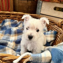 West Highland White Terrier Puppies from Butterfield's Westies