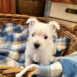 West Highland White Terrier Puppies from Butterfield's Westies