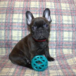 Lucy - Brindle female French Bulldog puppy in Salem, Alabama from Millander Bullies  French Bulldogs