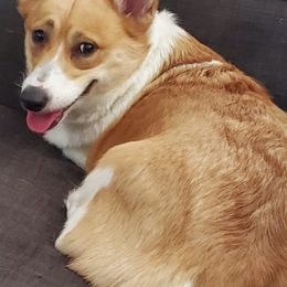 Pembroke Welsh Corgis from Sarah Reeves