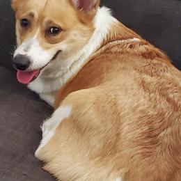 Pembroke Welsh Corgis from Sarah Reeves