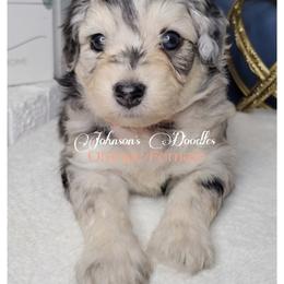Aussiedoodle, Bernedoodle, and Goldendoodle Puppies from Johnson's Doodles