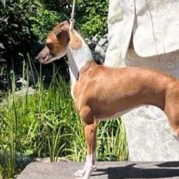 Ellie - Italian Greyhound