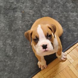 Boxer Puppies from Truax Farms