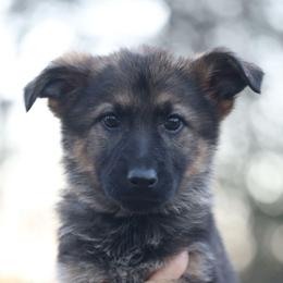 Purple Collar - Brooklyn - Sable female German Shepherd puppy in Augusta, West Virginia from Cricket Hollow Canines