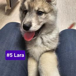5 (pink) Lara - Agouti and white female Siberian Husky puppy in Dane, Wisconsin from Sunny Hurricane Siberians