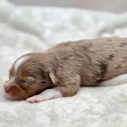 Ruby - Red merle female Toy Australian Shepherd puppy in Carmichael, California from Aloe Aussies