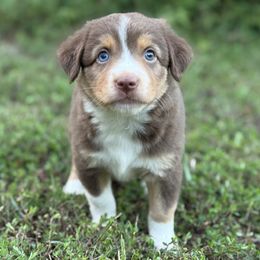 Willow - Red tri female Miniature Australian Shepherd puppy in Natural Dam, Arkansas from Natural State Aussies