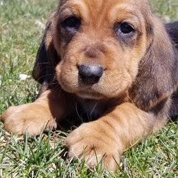 Basset Hounds from Great Lakes Basset Hounds