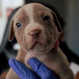 American Bully Puppies from EastSideMarky