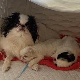 Japanese Chin puppies from Shiisaa Chins