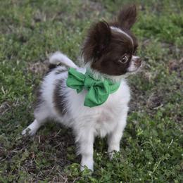Talia - Chocolate and white female Chihuahua puppy in Gloucester, Virginia from Charlotte's Web of Chihuahuas
